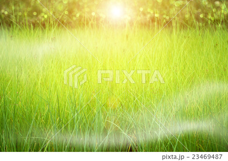 green grass and light. green grass and light. 23469487
