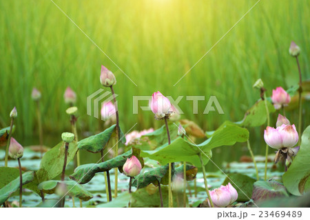 Lotus flower blooming in garden. Lotus flower blooming in garden. 23469489