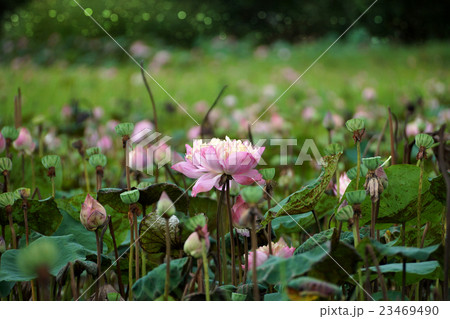 Lotus flower blooming in garden. 23469490