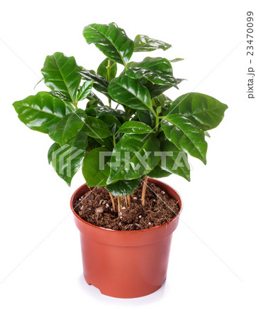Potted plant, the coffee tree 23470099