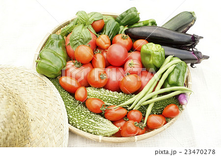 夏野菜の収穫 23470278