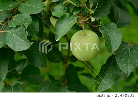 林檎 林檎 23470835