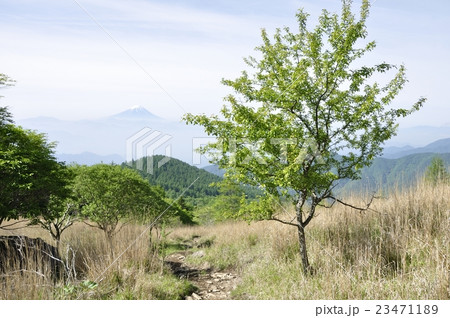 乾徳山の高原より望む富士山 乾徳山の高原より望む富士山 23471189