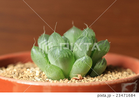 ハオルチア／クーペリー・ディエルジアナ 23471684