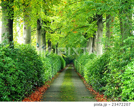 Walkway under a green tree natural tunnel Walkway under a green tree natural tunnel 23472207