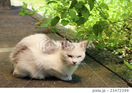 うずくまる白い猫の写真素材