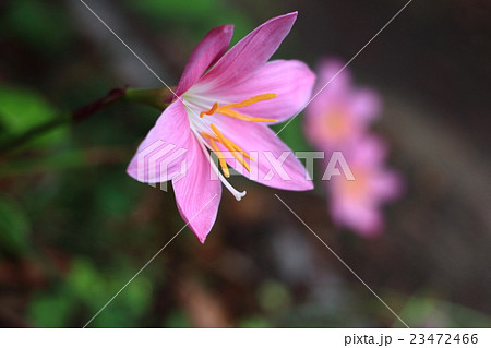 サフランモドキ 23472466