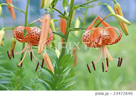 オニユリ（鬼百合） 23472640