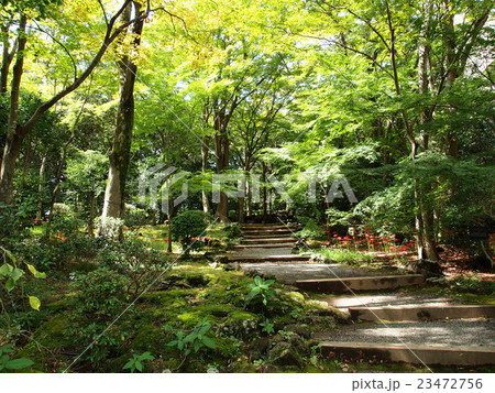 彼岸花咲く遊歩道 23472756