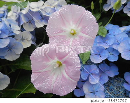 朝顔と紫陽花 23472797