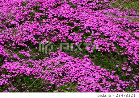 黒木邸の芝桜 （宮崎県児湯郡新富町） 23473321