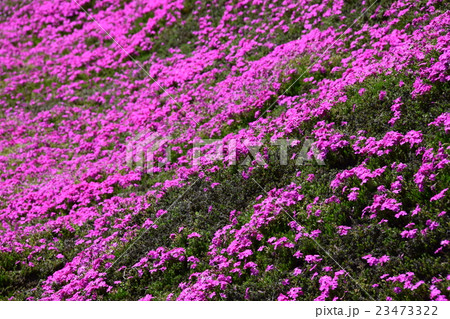 黒木邸の芝桜 （宮崎県児湯郡新富町） 23473322