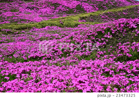 黒木邸の芝桜 （宮崎県児湯郡新富町） 23473325