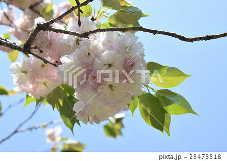 萩の茶屋の八重桜 （宮崎県小林市野尻町） 23473518