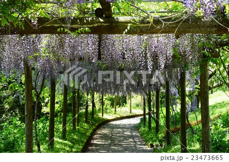萩の茶屋の藤 (宮崎県小林市野尻町) 萩の茶屋の藤 (宮崎県小林市野尻町) 23473665