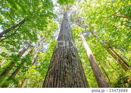 樹高日本一 『きみまち杉』 秋田県 樹高日本一 『きみまち杉』 秋田県 23473689