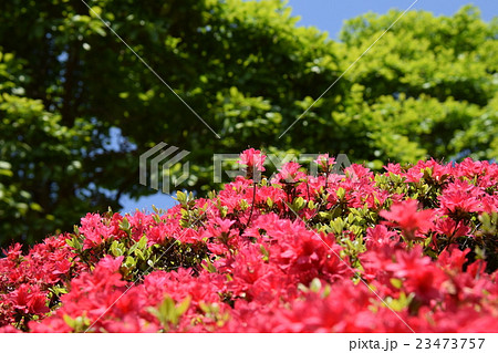 萩の茶屋のつつじ （宮崎県小林市野尻町） 23473757