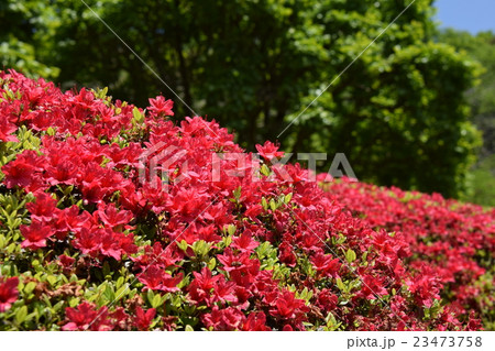 萩の茶屋のつつじ (宮崎県小林市野尻町) 萩の茶屋のつつじ (宮崎県小林市野尻町) 23473758