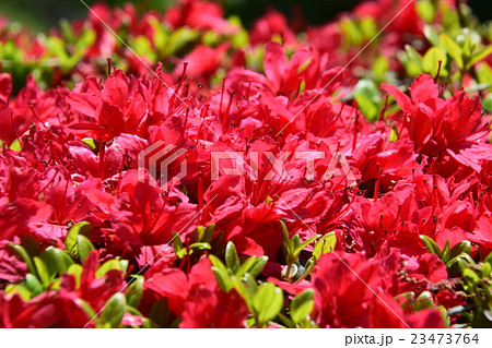 萩の茶屋のつつじ (宮崎県小林市野尻町) 萩の茶屋のつつじ (宮崎県小林市野尻町) 23473764