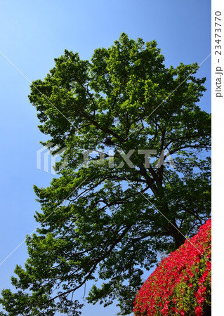 萩の茶屋のつつじ (宮崎県小林市野尻町) 萩の茶屋のつつじ (宮崎県小林市野尻町) 23473770