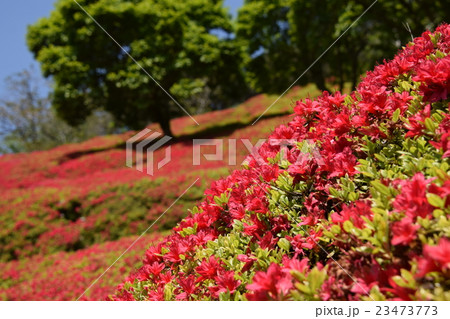 萩の茶屋のつつじ （宮崎県小林市野尻町） 23473773