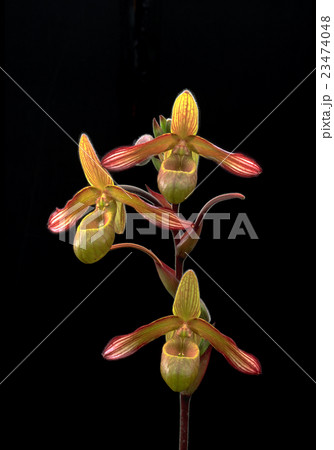 原種洋ラン Phragmipedium lindleyanumの花 原種洋ラン Phragmipedium lindleyanumの花 23474048