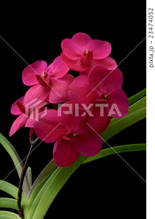 胡蝶蘭 Vanda (交配種)の写真 胡蝶蘭 Vanda (交配種)の写真 23474052