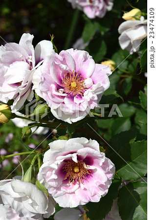 ばら ばら 23474109