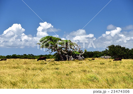 沖縄・黒島の牧場 23474306