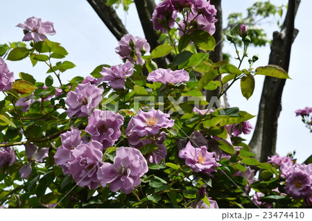 ばら ばら 23474410