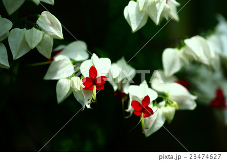 ベンケイカズラの花 23474627