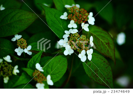 ヤマアジサイの花 ヤマアジサイの花 23474649