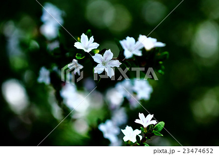 ハクチョウゲ　白い花 23474652
