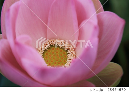 蓮華 蓮華 23474670