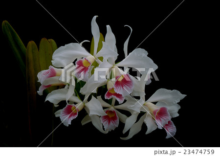 原種洋ランCattleya purpurata var.carneaの写真 23474759