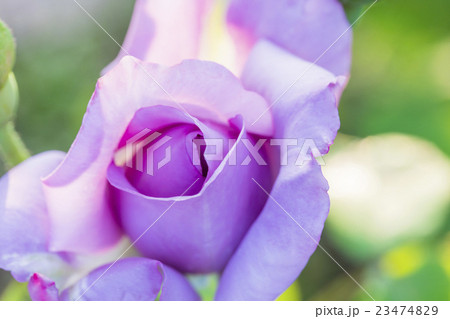 紫色のバラの花 マダムヴィオレの写真素材