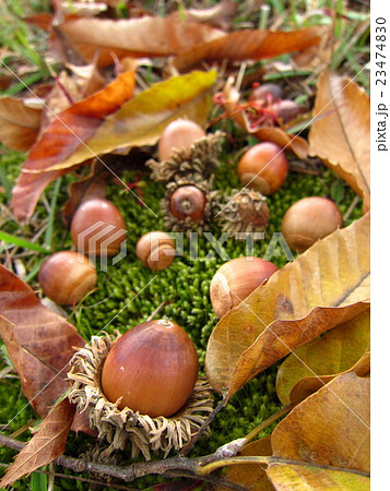 小さな秋 どんぐりと落ち葉の写真素材