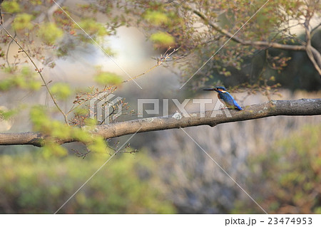 カワセミ カワセミ 23474953