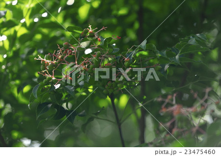 色を付け始めたゴンズイの実 色を付け始めたゴンズイの実 23475460