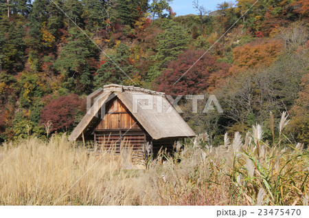 秋の白川郷 紅葉とススキと茅葺き屋根小屋 の写真素材