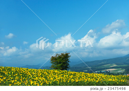 風景 富良野 23475498