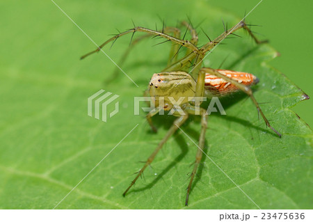 ササグモ 23475636
