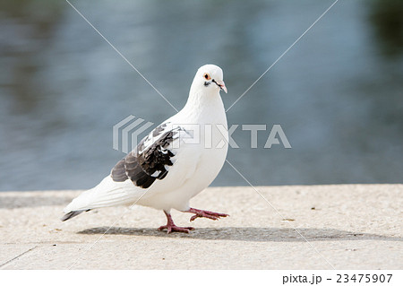 水際でたたずむ白黒の鳩の写真素材