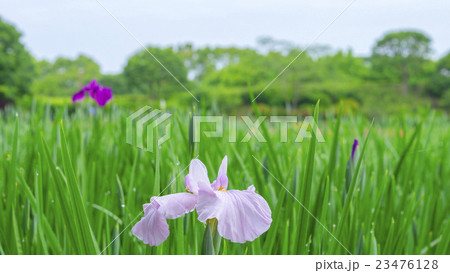 花菖蒲　16：9 23476128