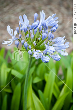 closeup of agapanthus in a urban park 23476353
