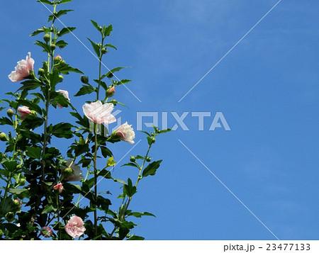 木槿の花... 23477133