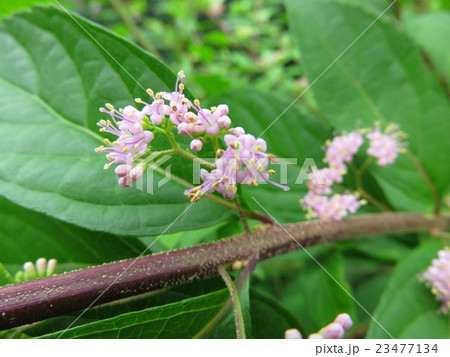 紫式部の花 23477134