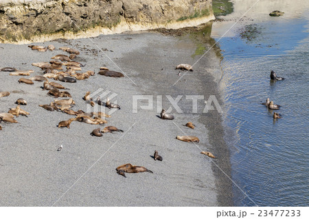 South American Sea Lions Going To Swim 23477233