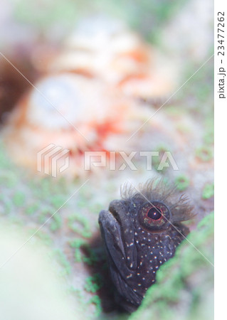 トウシマコケギンポとイバラカンザシ 23477262