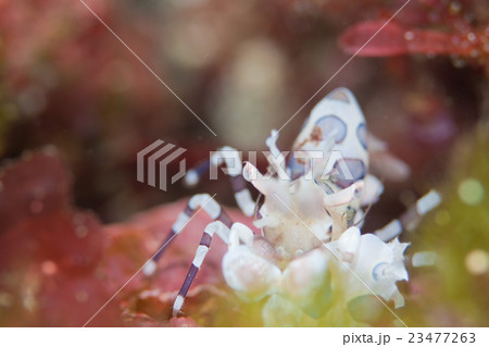 フリソデエビ 23477263